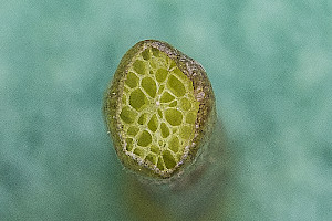 Shoreweed: Littorella uniflora