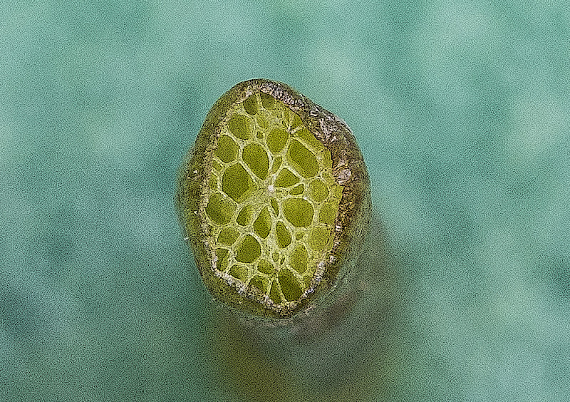Littorella uniflora - &copy; Charles Hipkin