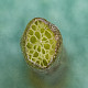 Littorella uniflora