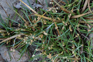 Shoreweed: Littorella uniflora