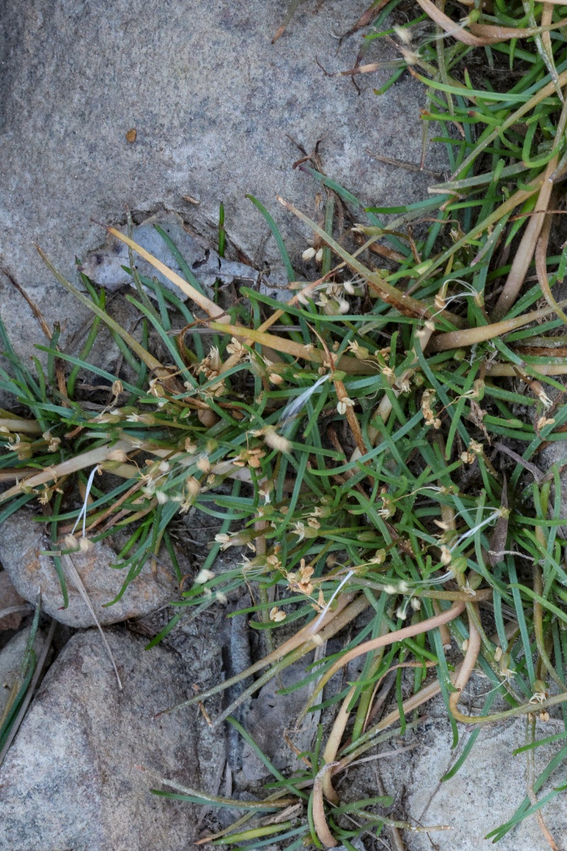 Littorella uniflora - &copy; Charles Hipkin