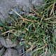Littorella uniflora