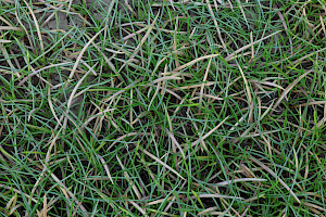 Shoreweed: Littorella uniflora