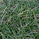 Littorella uniflora