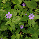 Geranium nodosum