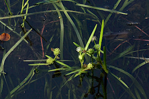 Sparganium natans Least Bur-reed