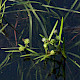 Sparganium natans