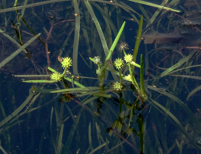 Sparganium natans - &copy; Charles Hipkin