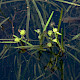 Sparganium natans