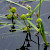 Sparganium natans - &copy; Charles Hipkin