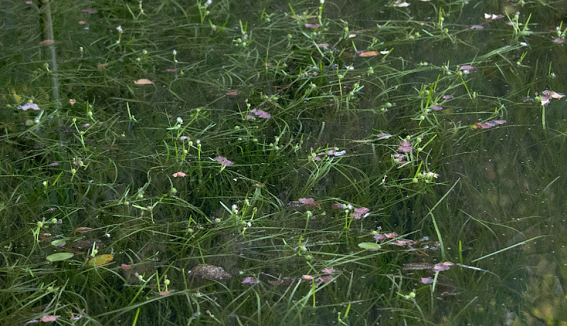 Sparganium natans - &copy; Charles Hipkin