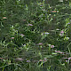 Sparganium natans