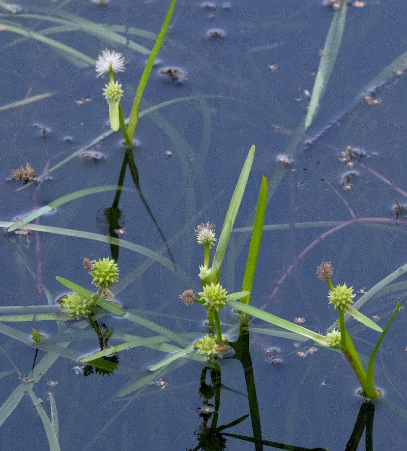 Sparganium natans - &copy; Charles Hipkin
