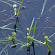 Sparganium natans