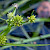 Sparganium natans - &copy; Charles Hipkin