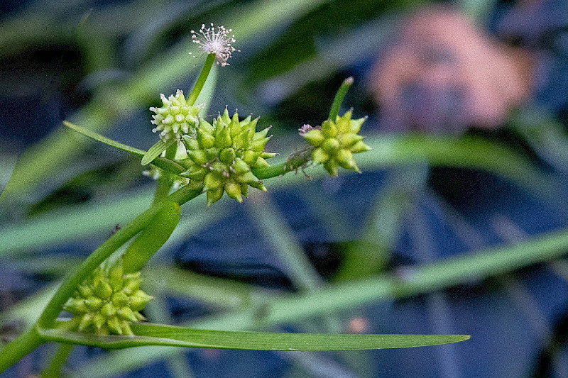 Sparganium natans - &copy; Charles Hipkin