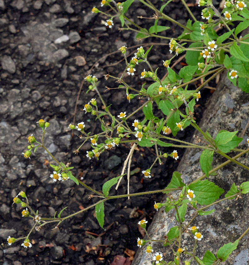 Galinsoga quadriradiata - &copy; Charles Hipkin