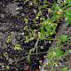 Galinsoga quadriradiata