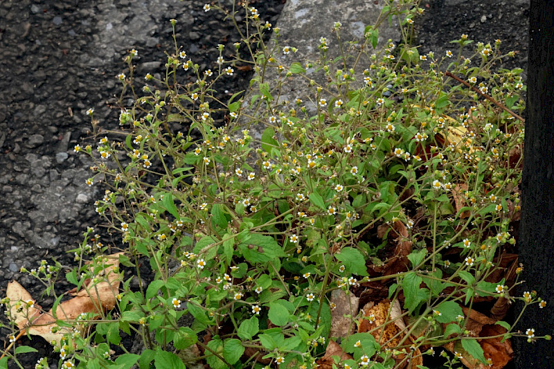 Galinsoga quadriradiata - &copy; Charles Hipkin