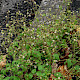 Galinsoga quadriradiata