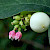 Symphoricarpos albus - &copy; Charles Hipkin