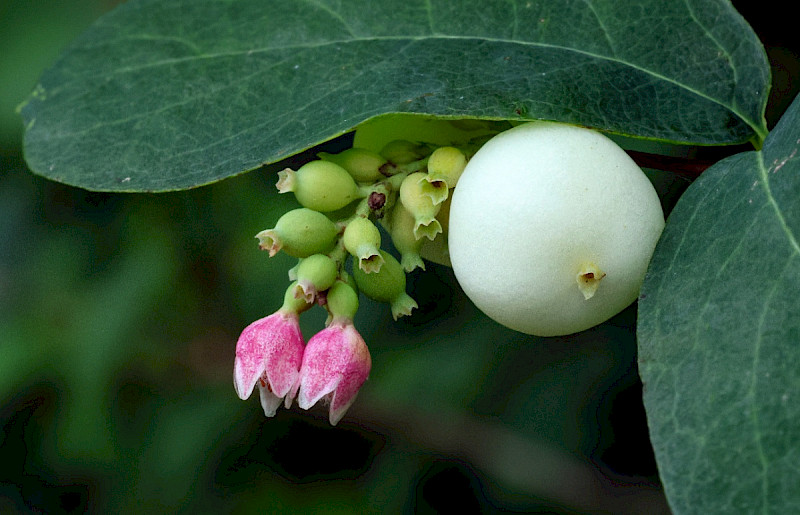 Symphoricarpos albus - &copy; Charles Hipkin