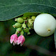 Symphoricarpos albus