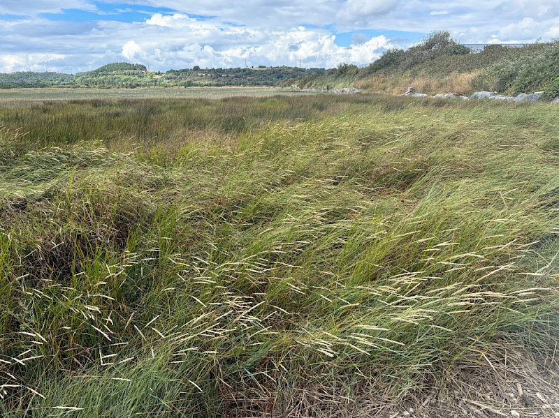Saltmarsh - &copy; Charles Hipkin