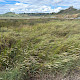 Saltmarsh