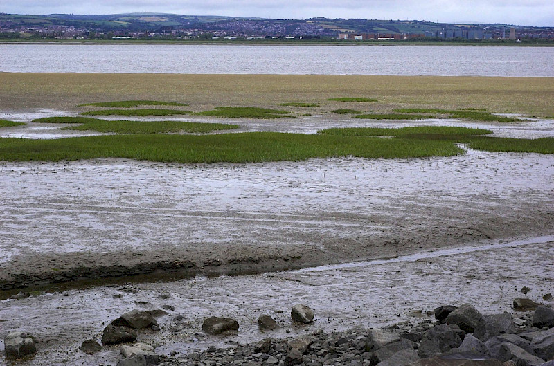 Saltmarsh - &copy; Charles Hipkin