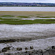 Saltmarsh