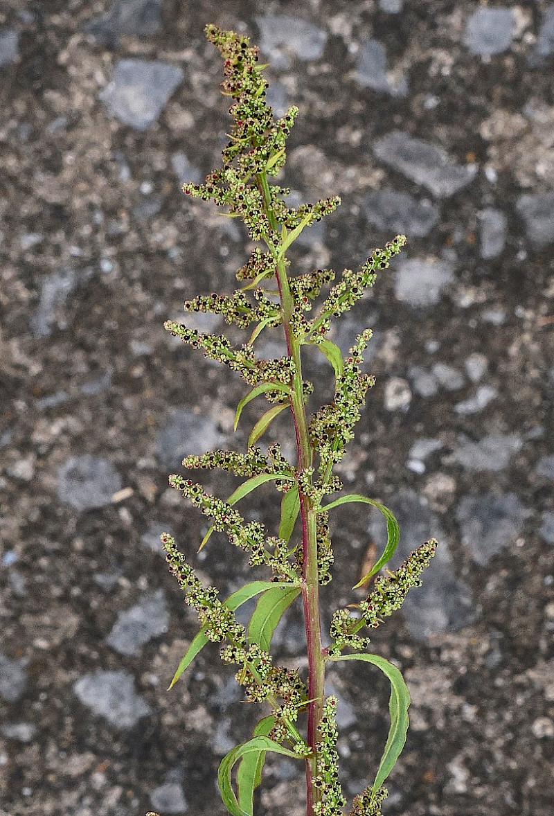Chenopodium polyspermum - &copy; Charles Hipkin