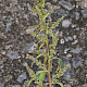 Chenopodium polyspermum