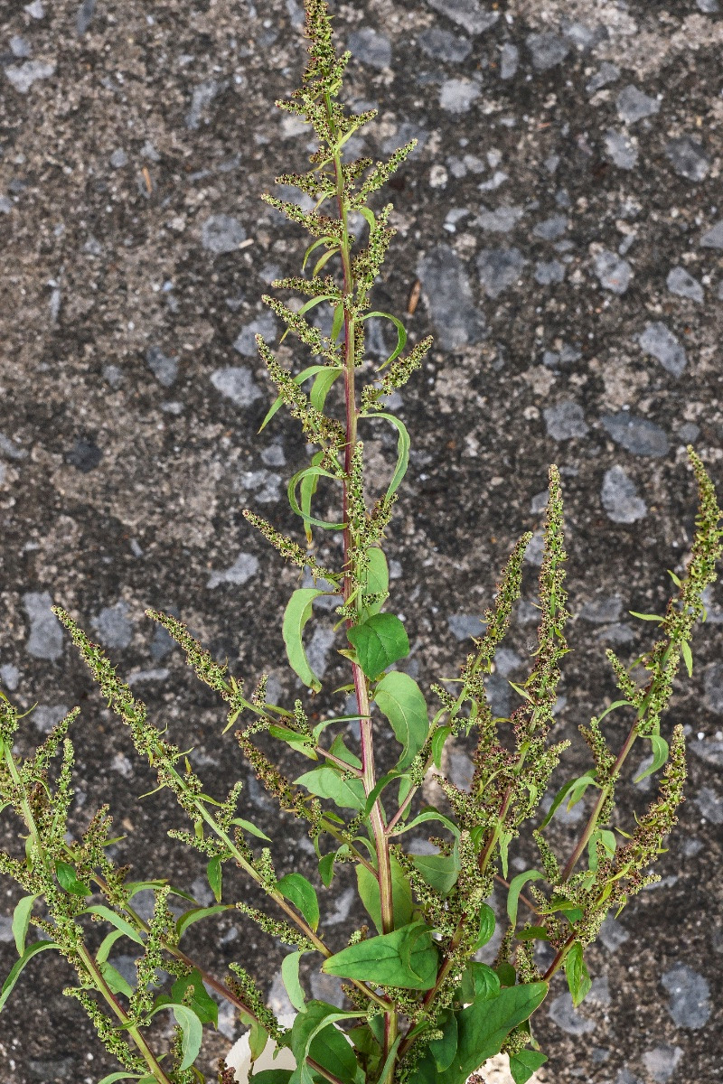 Chenopodium polyspermum - &copy; Charles Hipkin