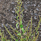 Chenopodium polyspermum
