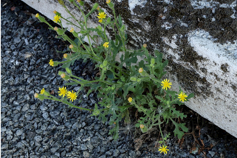 Senecio viscosus - &copy; Charles Hipkin