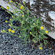 Senecio viscosus