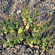 Chenopodium polyspermum