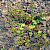 Chenopodium polyspermum - &copy; Charles Hipkin