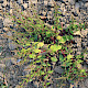 Chenopodium polyspermum