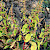 Chenopodium polyspermum - &copy; Charles Hipkin