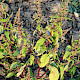 Chenopodium polyspermum
