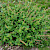 Chenopodium bonus-henricus - &copy; Charles Hipkin