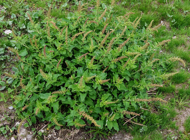 Chenopodium bonus-henricus - &copy; Charles Hipkin