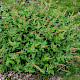 Chenopodium bonus-henricus