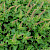 Chenopodium bonus-henricus - &copy; Charles Hipkin