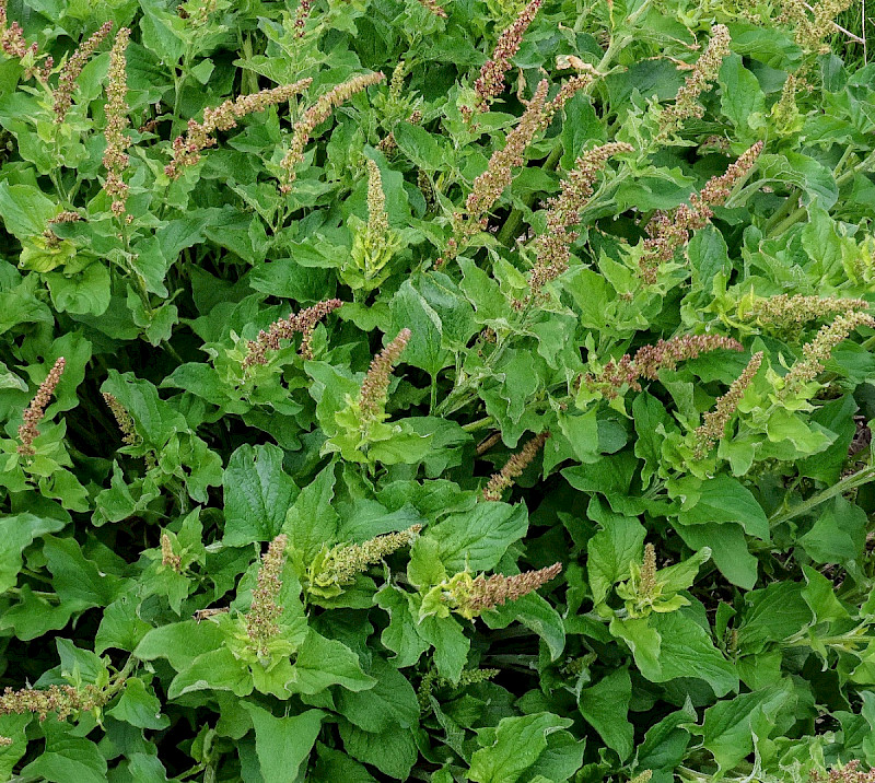 Chenopodium bonus-henricus - &copy; Charles Hipkin