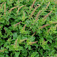 Chenopodium bonus-henricus