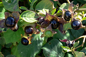 Deadly Nightshade: Atropa belladonna