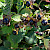 Atropa belladonna - &copy; Charles Hipkin